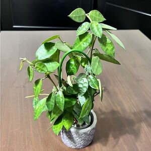 Hoya Lacunosa Amarillo